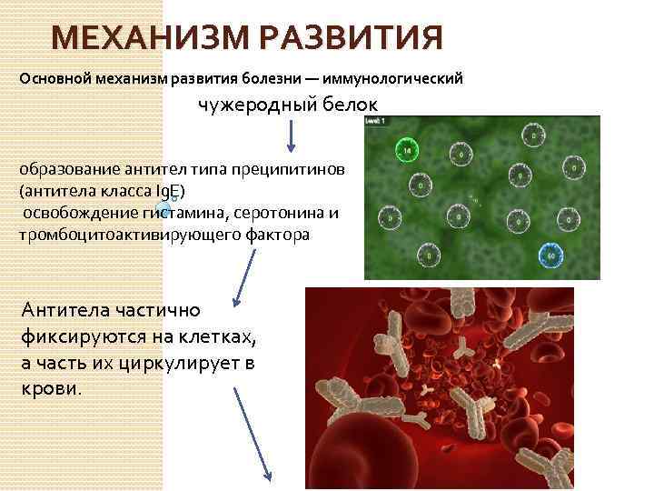 МЕХАНИЗМ РАЗВИТИЯ Основной механизм развития болезни — иммунологический чужеродный белок образование антител типа преципитинов