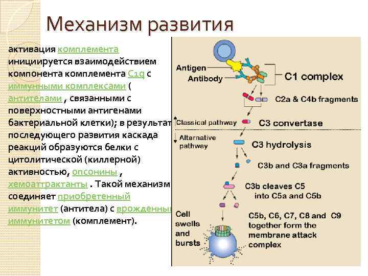 Механизм развития активация комплемента инициируется взаимодействием компонента комплемента С 1 q с иммунными комплексами