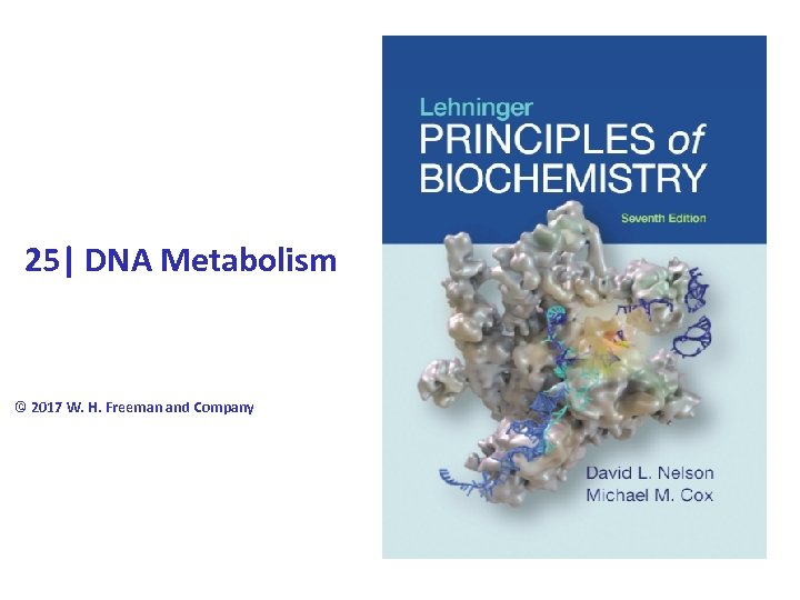 25| DNA Metabolism © 2017 W. H. Freeman and Company 