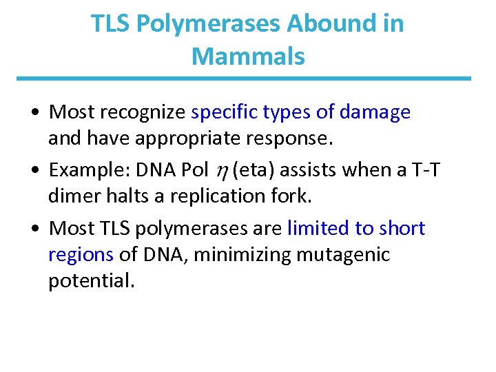 TLS Polymerases Abound in Mammals • Most recognize specific types of damage and have