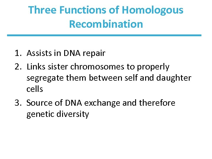 Three Functions of Homologous Recombination 1. Assists in DNA repair 2. Links sister chromosomes