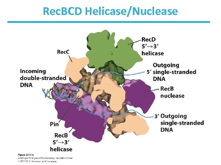 Rec. BCD Helicase/Nuclease 