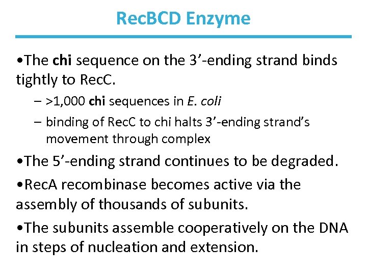 Rec. BCD Enzyme • The chi sequence on the 3’-ending strand binds tightly to