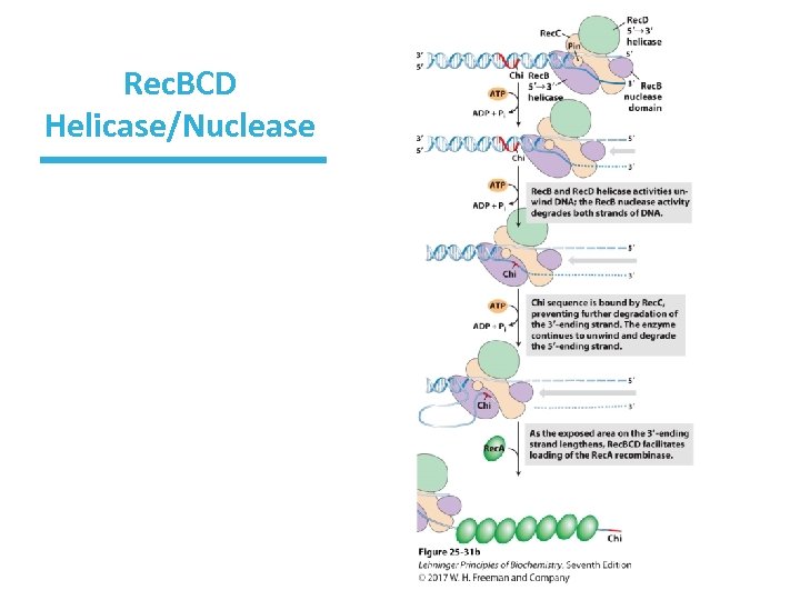 Rec. BCD Helicase/Nuclease 