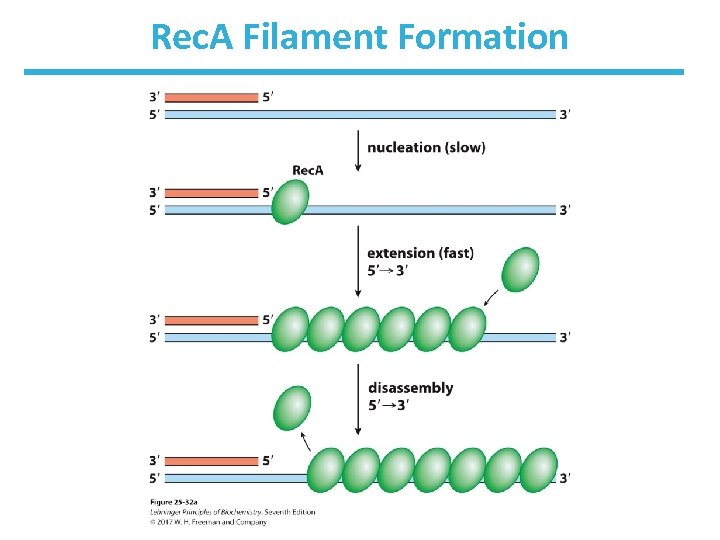 Rec. A Filament Formation 