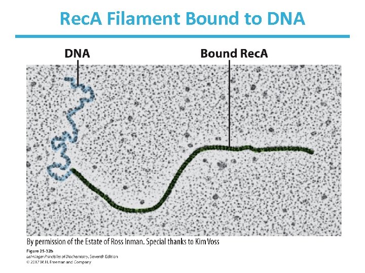 Rec. A Filament Bound to DNA 