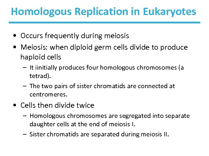 Homologous Replication in Eukaryotes • Occurs frequently during meiosis • Meiosis: when diploid germ