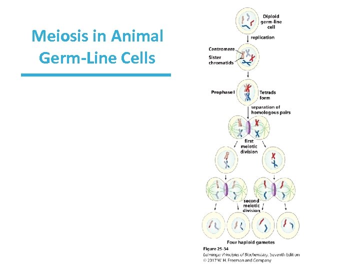 Meiosis in Animal Germ-Line Cells 