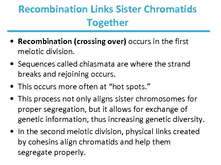 Recombination Links Sister Chromatids Together • Recombination (crossing over) occurs in the first meiotic