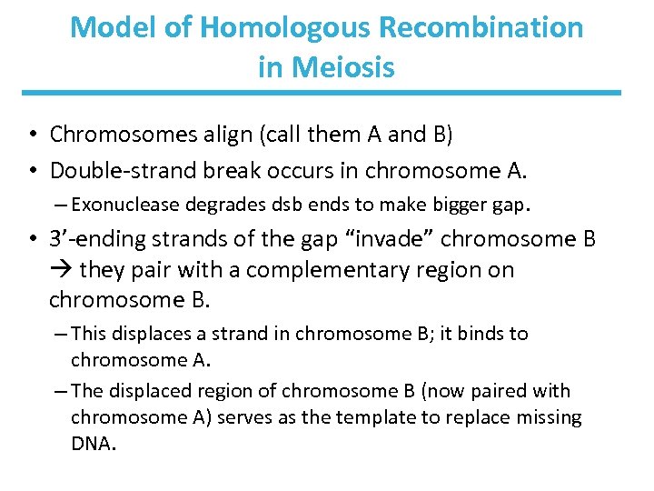 Model of Homologous Recombination in Meiosis • Chromosomes align (call them A and B)