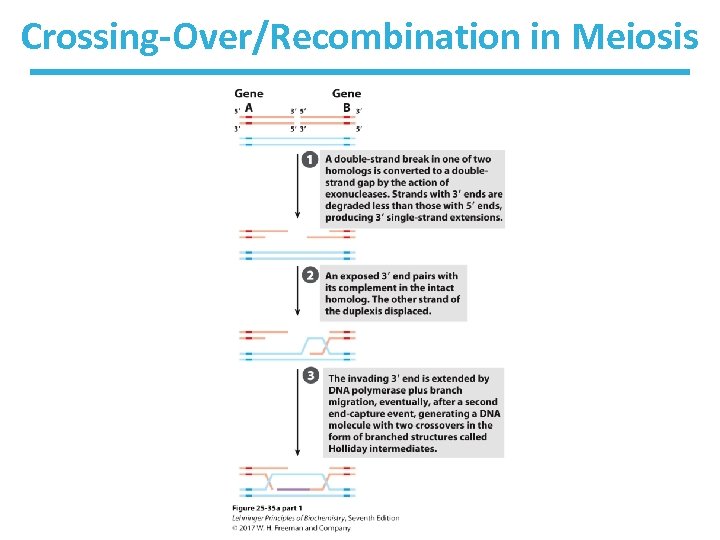 Crossing-Over/Recombination in Meiosis 