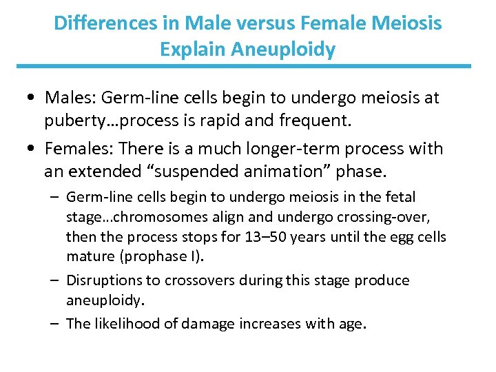 Differences in Male versus Female Meiosis Explain Aneuploidy • Males: Germ-line cells begin to