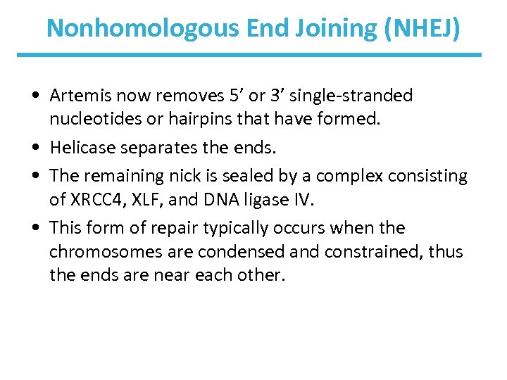 Nonhomologous End Joining (NHEJ) • Artemis now removes 5’ or 3’ single-stranded nucleotides or