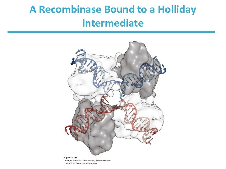 A Recombinase Bound to a Holliday Intermediate 