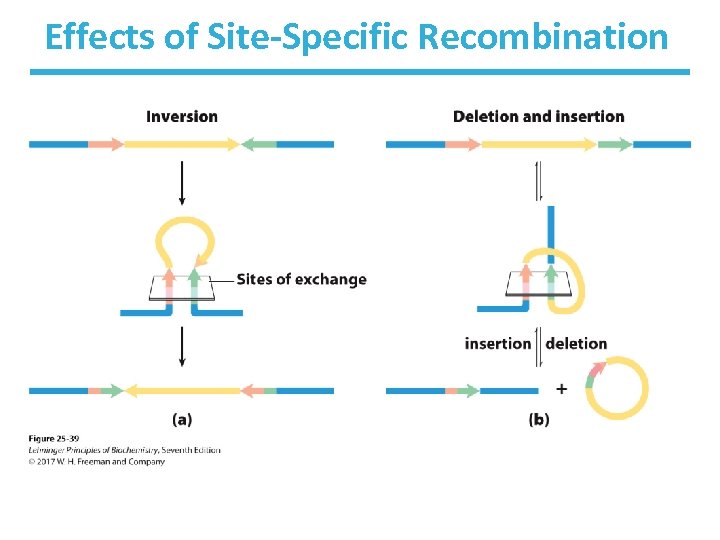 Effects of Site-Specific Recombination 