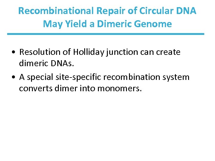 Recombinational Repair of Circular DNA May Yield a Dimeric Genome • Resolution of Holliday