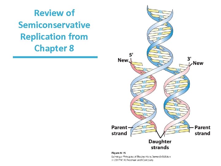 Review of Semiconservative Replication from Chapter 8 