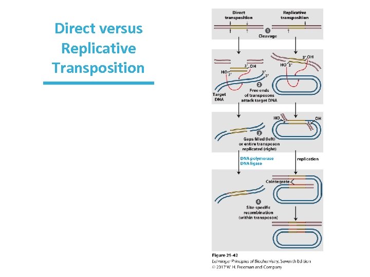 Direct versus Replicative Transposition 