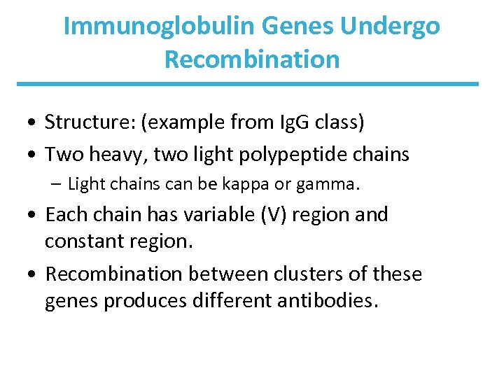 Immunoglobulin Genes Undergo Recombination • Structure: (example from Ig. G class) • Two heavy,