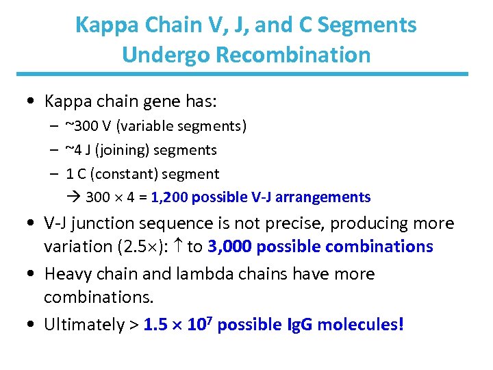 Kappa Chain V, J, and C Segments Undergo Recombination • Kappa chain gene has: