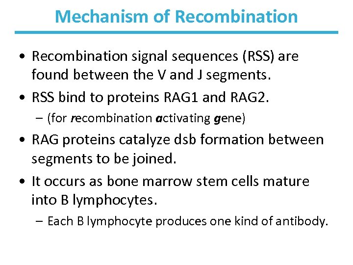 Mechanism of Recombination • Recombination signal sequences (RSS) are found between the V and