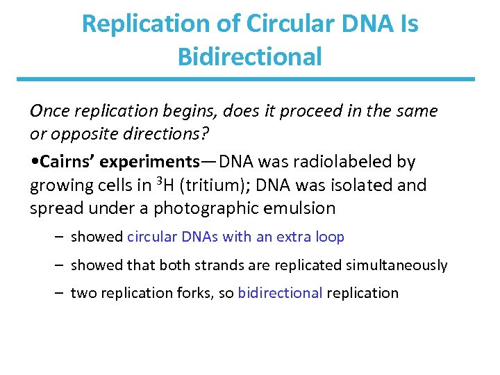 Replication of Circular DNA Is Bidirectional Once replication begins, does it proceed in the