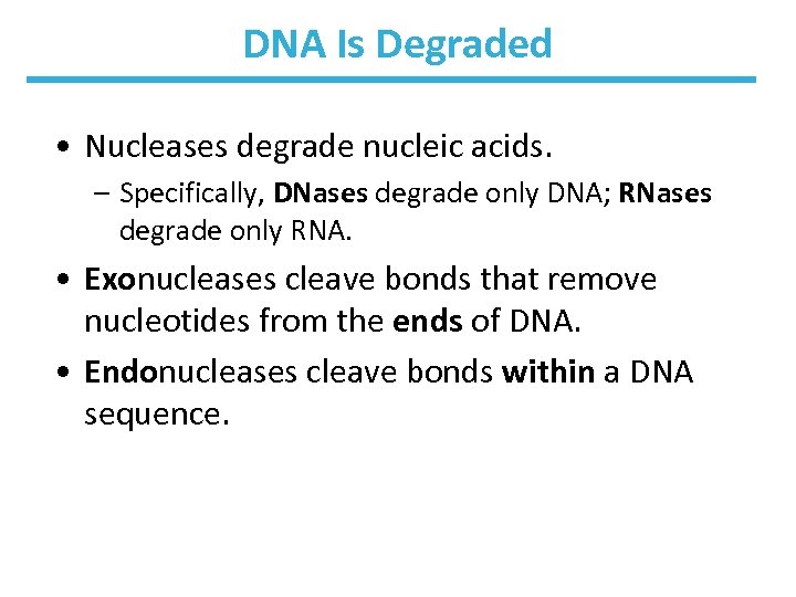 DNA Is Degraded • Nucleases degrade nucleic acids. – Specifically, DNases degrade only DNA;