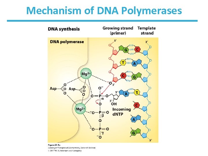 Mechanism of DNA Polymerases 