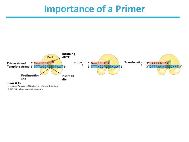 Importance of a Primer 