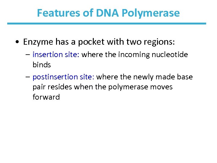 Features of DNA Polymerase • Enzyme has a pocket with two regions: – insertion