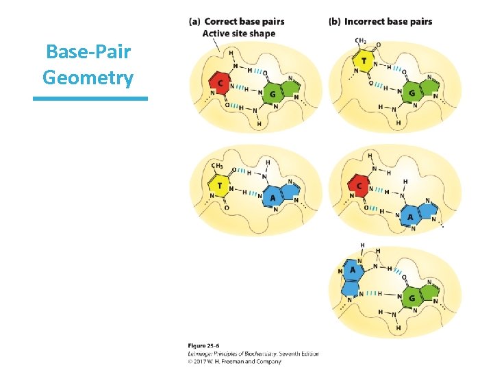 Base-Pair Geometry 