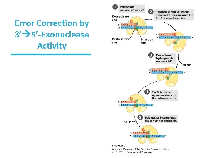 Error Correction by 3’ 5’-Exonuclease Activity 