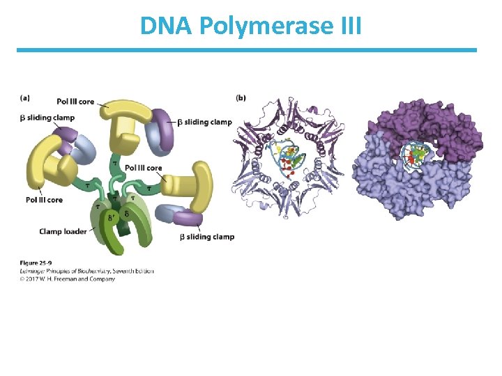 DNA Polymerase III 