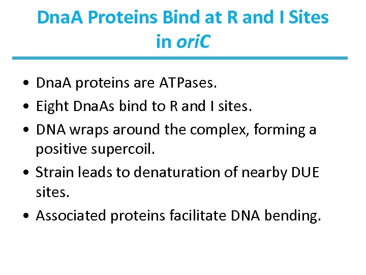 Dna. A Proteins Bind at R and I Sites in ori. C • Dna.