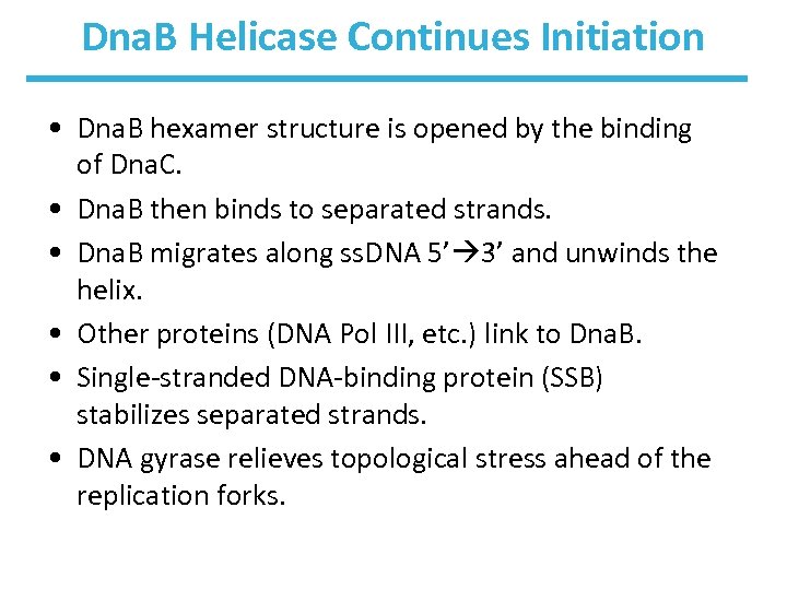 Dna. B Helicase Continues Initiation • Dna. B hexamer structure is opened by the