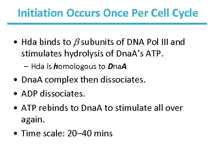 Initiation Occurs Once Per Cell Cycle • Hda binds to subunits of DNA Pol