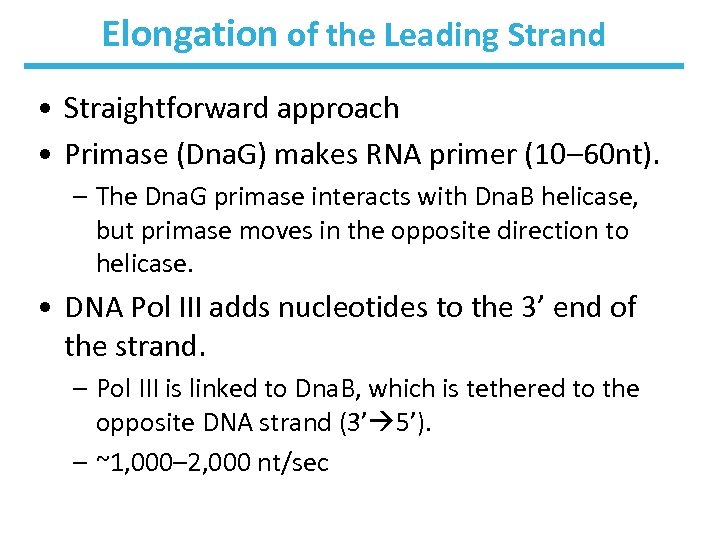 Elongation of the Leading Strand • Straightforward approach • Primase (Dna. G) makes RNA