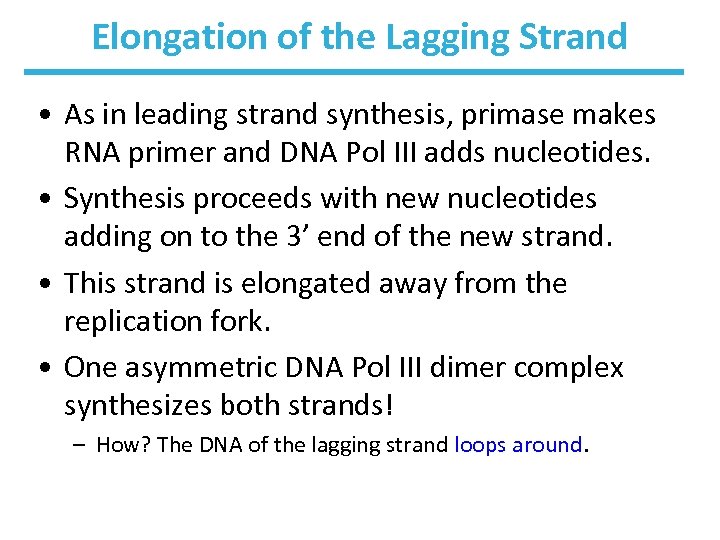 Elongation of the Lagging Strand • As in leading strand synthesis, primase makes RNA