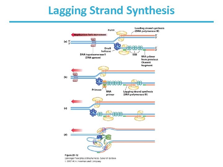 Lagging Strand Synthesis 