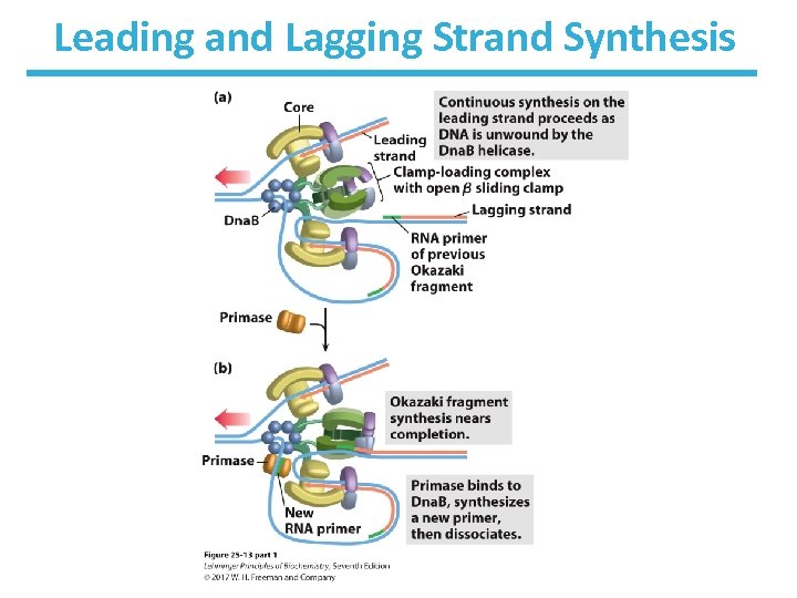 Leading and Lagging Strand Synthesis 