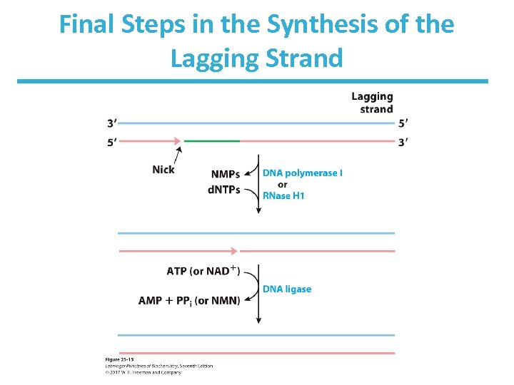 Final Steps in the Synthesis of the Lagging Strand 