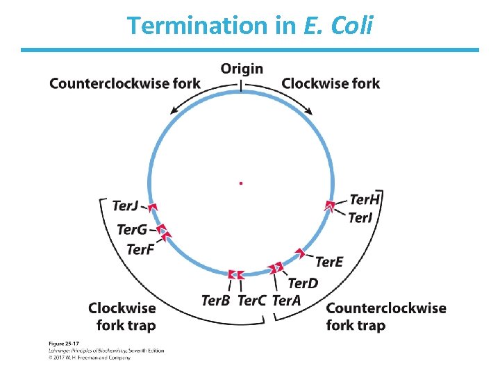 Termination in E. Coli 