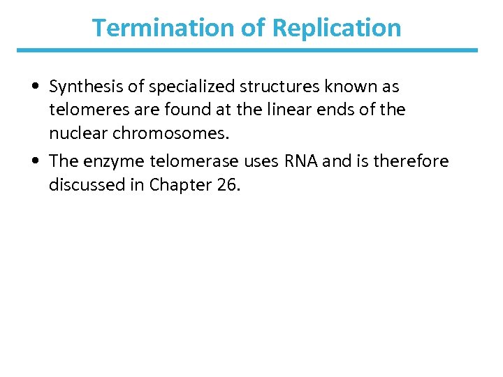 Termination of Replication • Synthesis of specialized structures known as telomeres are found at