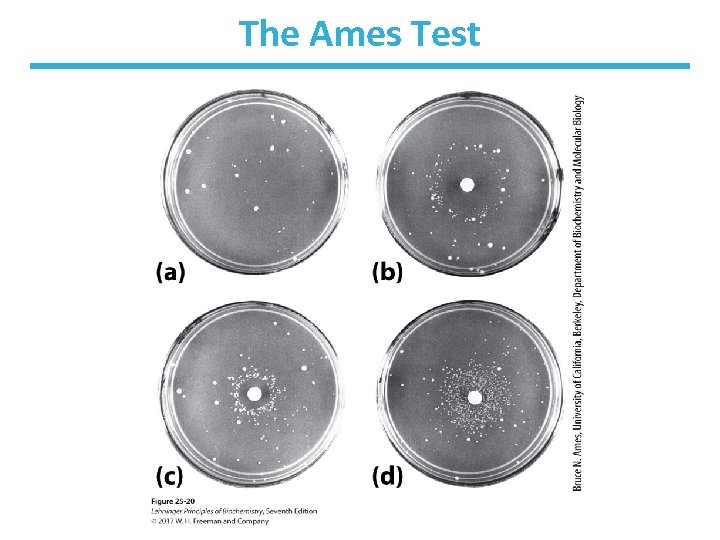 The Ames Test 