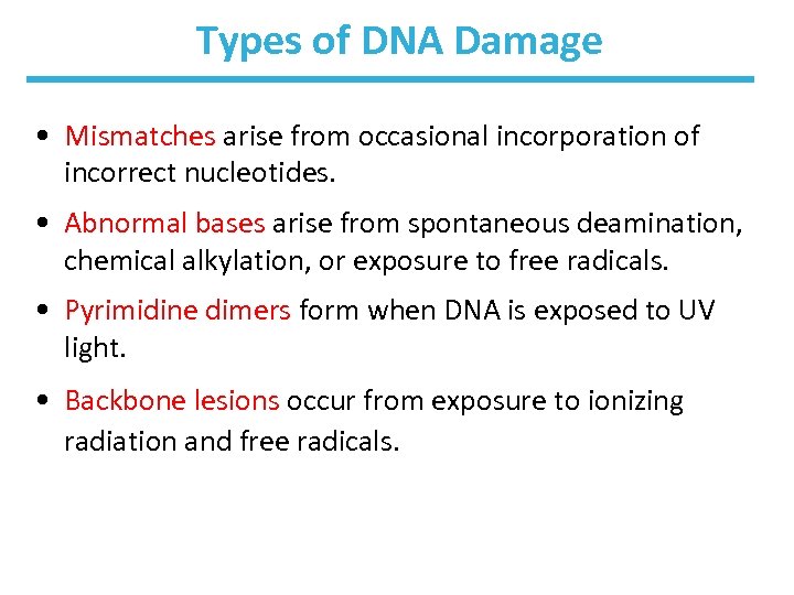 Types of DNA Damage • Mismatches arise from occasional incorporation of incorrect nucleotides. •