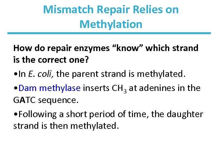 Mismatch Repair Relies on Methylation How do repair enzymes “know” which strand is the