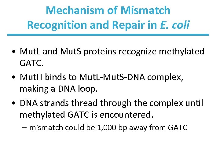 Mechanism of Mismatch Recognition and Repair in E. coli • Mut. L and Mut.