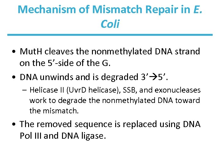 Mechanism of Mismatch Repair in E. Coli • Mut. H cleaves the nonmethylated DNA