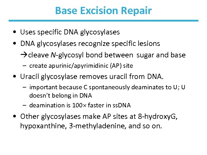 Base Excision Repair • Uses specific DNA glycosylases • DNA glycosylases recognize specific lesions