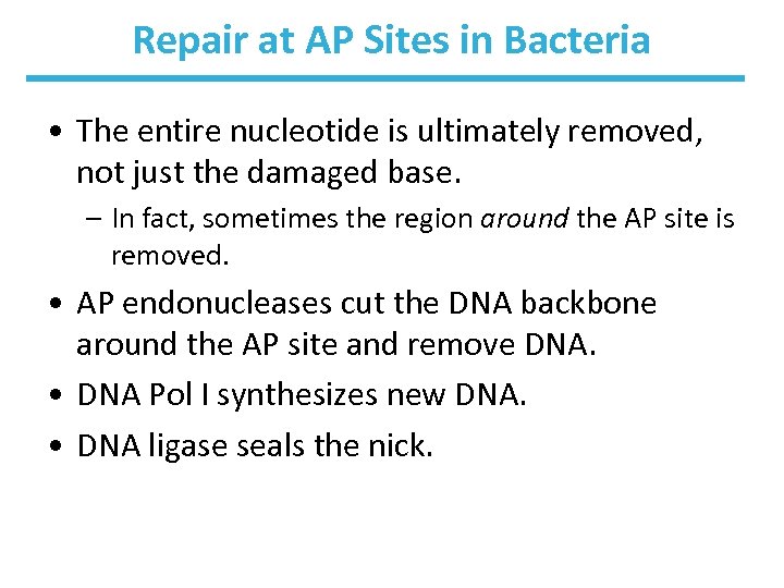 Repair at AP Sites in Bacteria • The entire nucleotide is ultimately removed, not